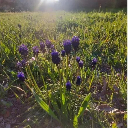 Fbm Anagenessis - ευ ζην