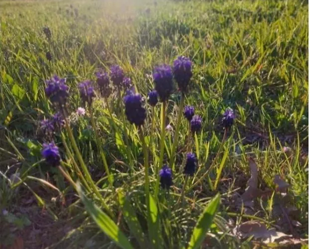 Fbm Anagenessis - ευ ζην